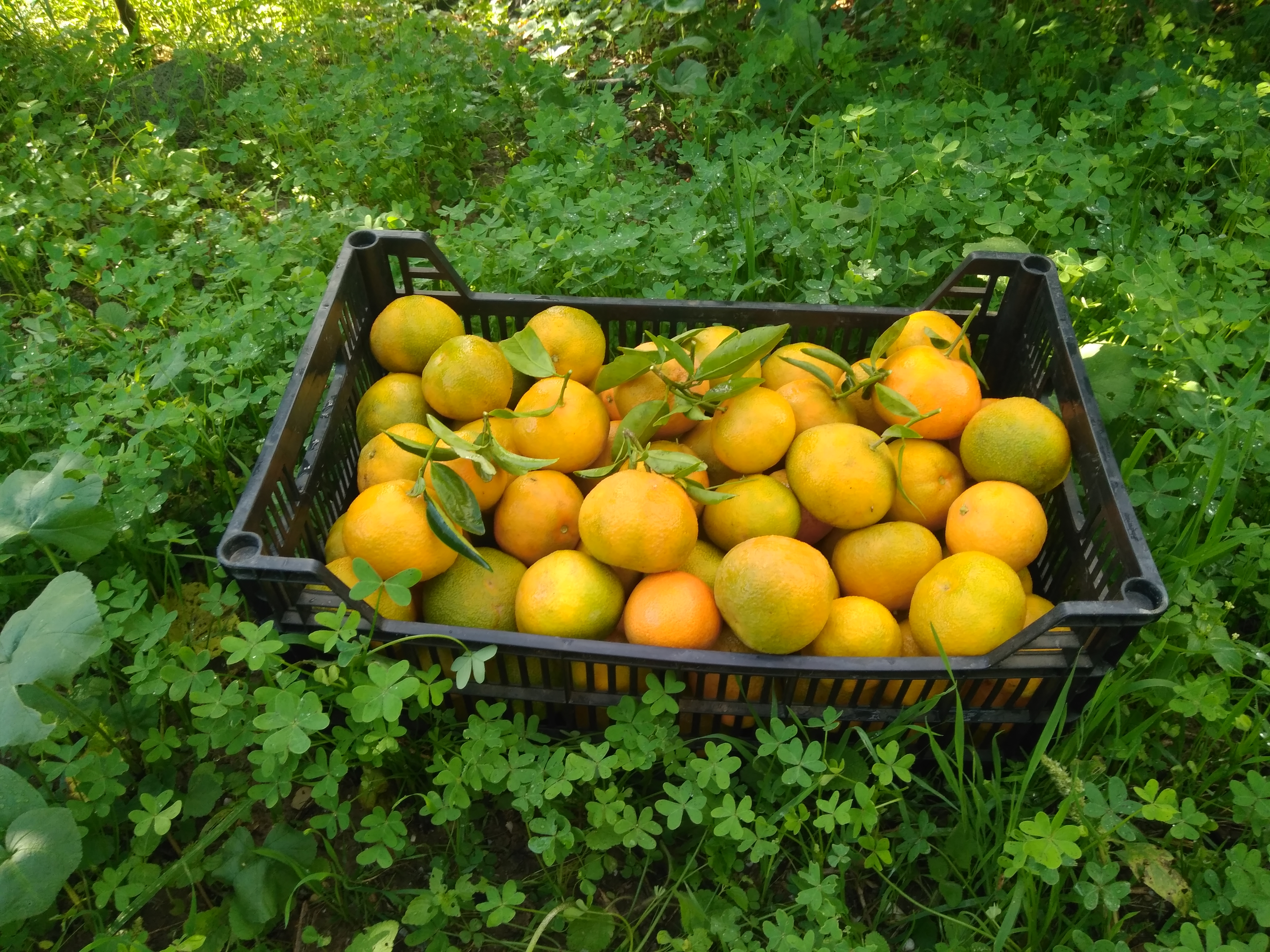 Caja mixta de naranjas y mandarinas 10kg